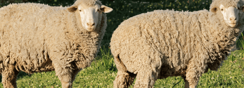 La cabaña ovina y caprina en España continúa en descenso