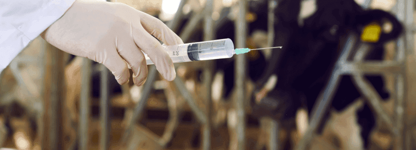 Navarra amplía la vacunación contra la dermatosis nodular