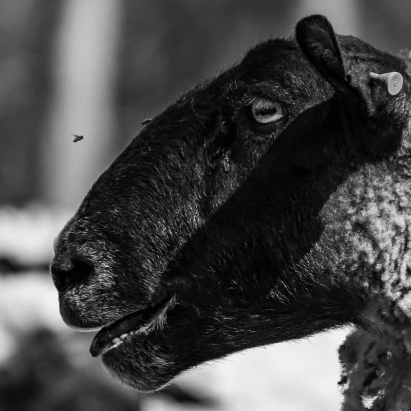 La mosca negra agrava su impacto sobre la ganadería ovina