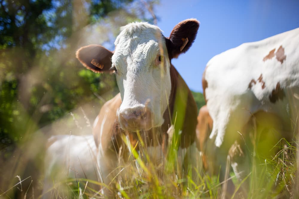 La Biología de los Animales Rumiantes