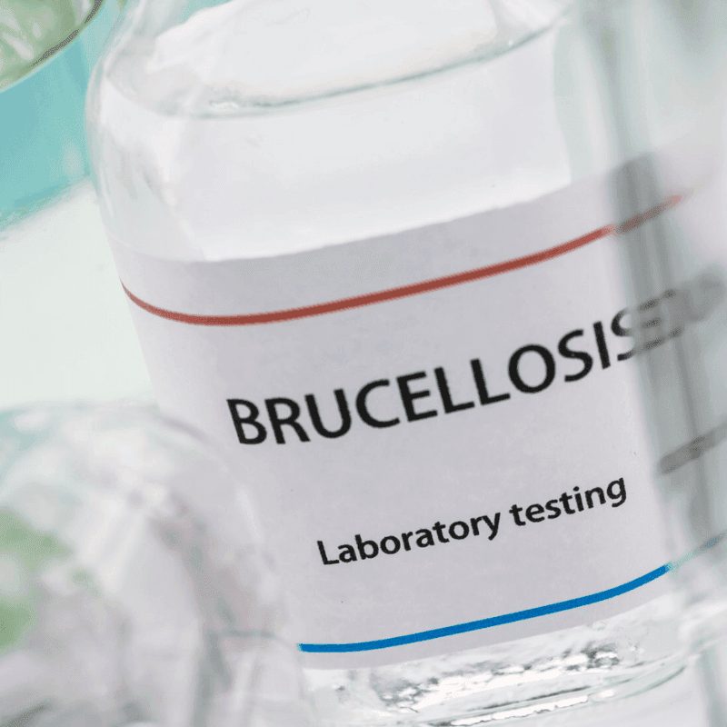 La brucelosis bovina se mantiene localizada en Badajoz
