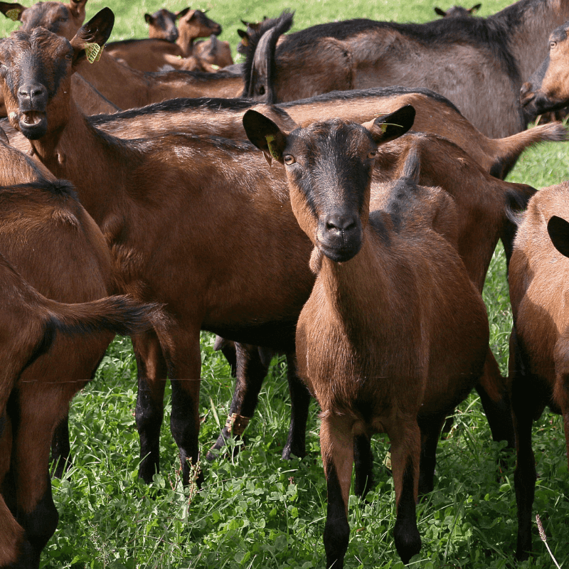 La producción ecológica no garantiza por sí sola mayor bienestar animal