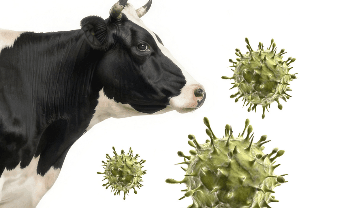 Virus Shamonda en España: una nueva amenaza vectorial para la sanidad y la productividad del ganado bovino