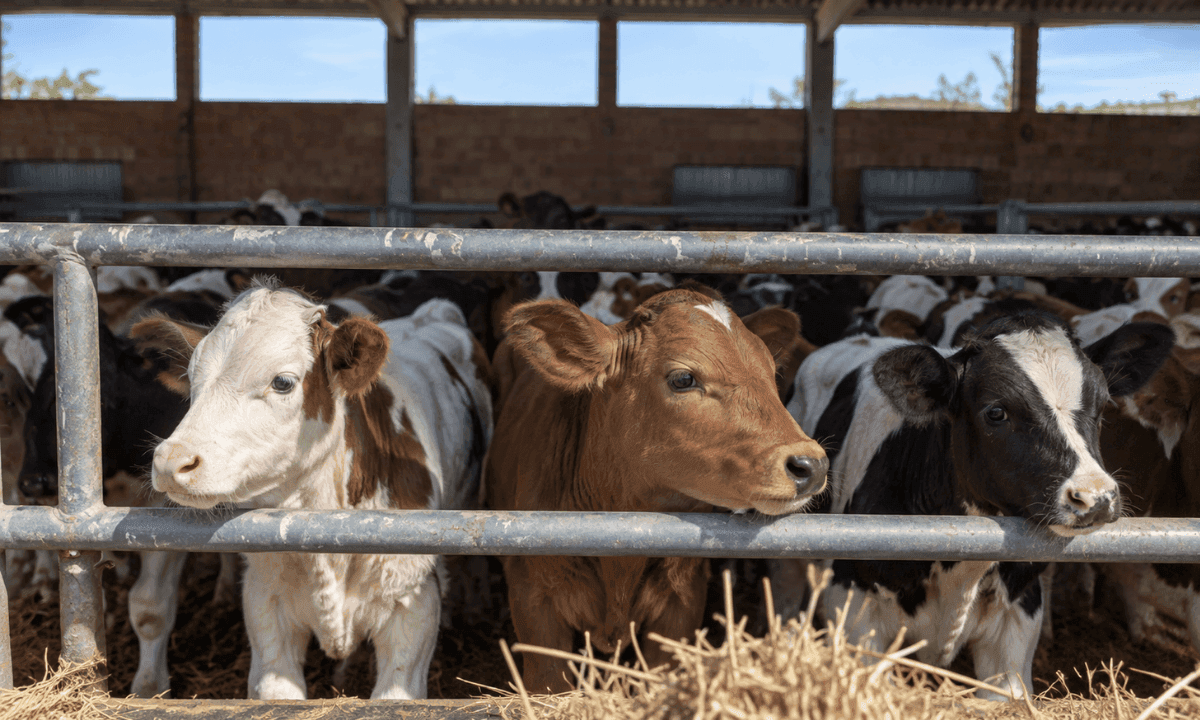 Alimentar terneros en el viaje: clave REBEEFAR