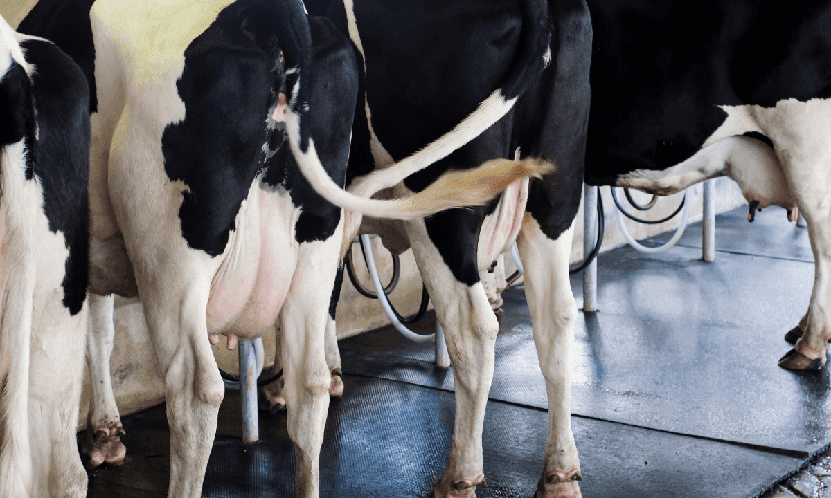 Vetoquinol te invita a la conferencia sobre el tratamiento selectivo en mastitis que tendrá lugar en la edición XXIV de las Jornadas de la Asociación Portuguesa de Buitraía en Elvas