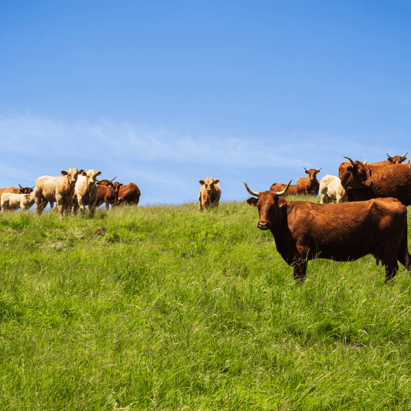 La brucelosis bovina suma un quinto foco en Extremadura