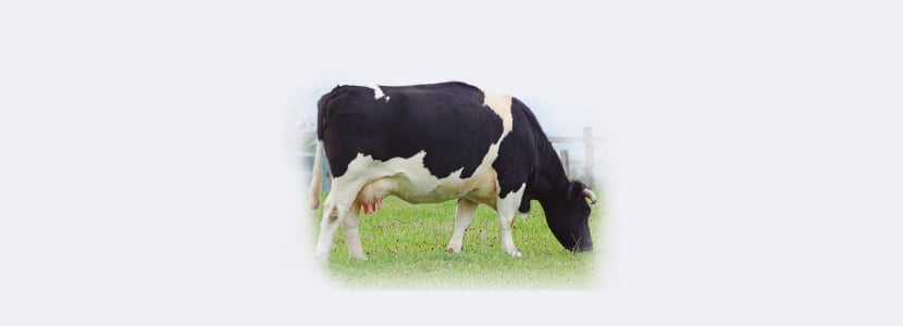 La modulación del comportamiento ingestivo, clave para la productividad y el bienestar animal