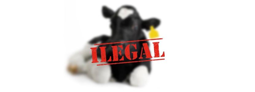Duro golpe al comercio ilegal de ganado vacuno