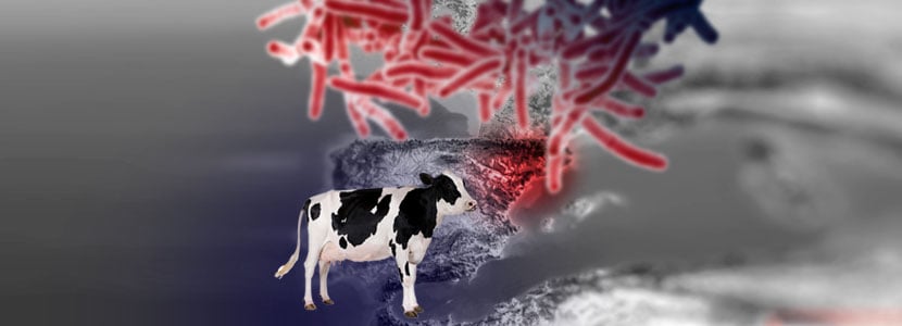 Detectados 7 casos de Tuberculosis Bovina en rebaños de Cataluña