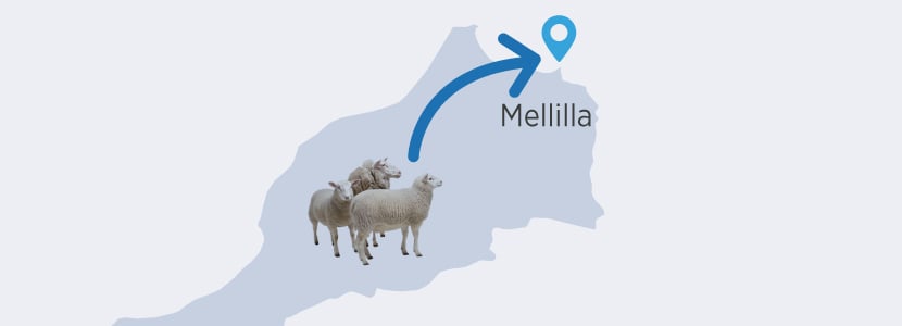 Autorizada la entrada de cabras y ovejas desde Marruecos a Melilla