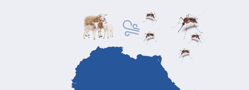 El movimiento de mosquitos - Clave para el control de la Lengua Azul