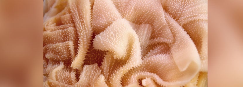 Más allá del estímulo de la flora ruminal
