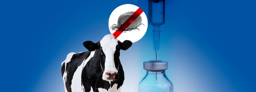 Vacunación frente a garrapatas - ¿Una alternativa a los insecticidas?