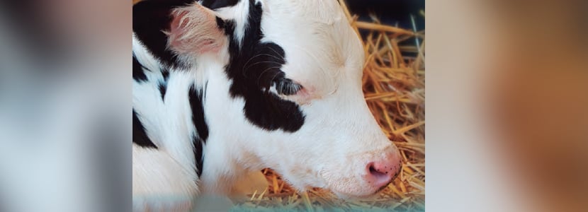 Vacuno de carne. Producción de terneros mamones