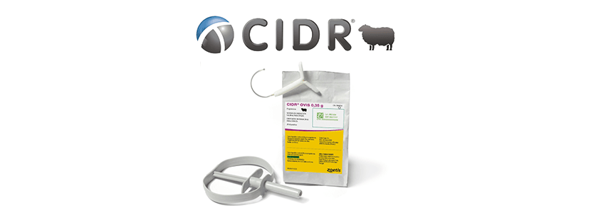 Zoetis lanza CIDR® Ovis para mejorar la fertilidad del rebaño ovino