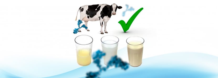 Calostro de vaca - ¿Un nuevo alimento funcional?