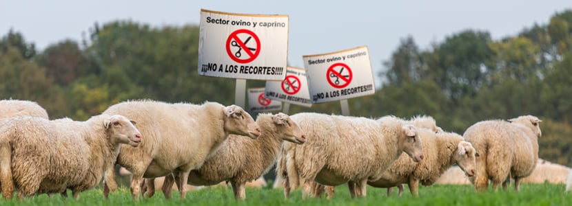 La crisis del sector ovino y caprino catalán - ¿Cómo afrontarla?