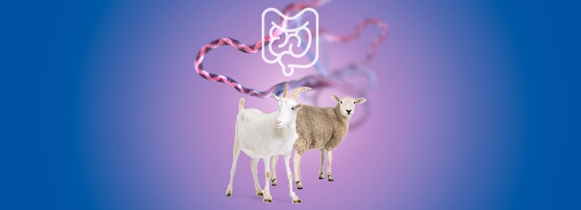 ¿Cuál es el impacto de la nutrición sobre los parásitos intestinales?