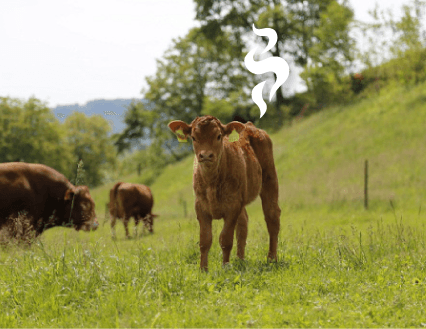 Sostenibilidad de la producción de carne de vacuno a examen
