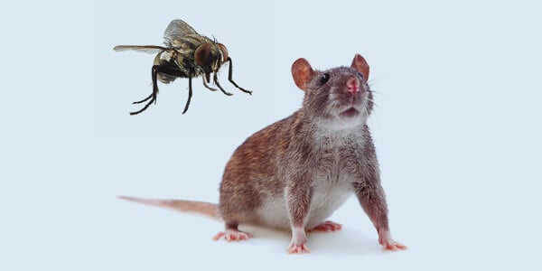 ¿Por qué control de plagas?