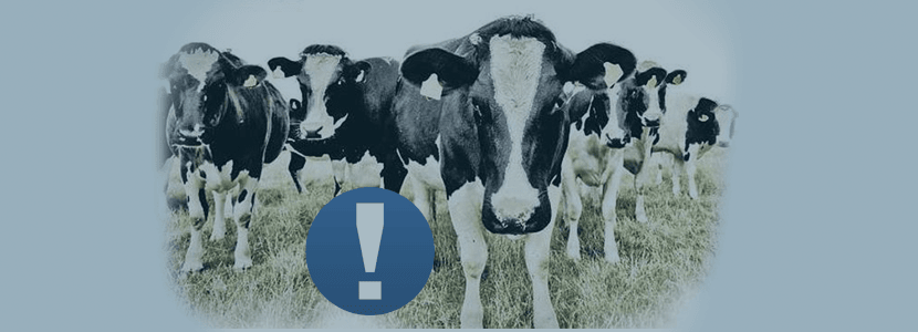 Confirmado un caso de Encefalopatía Espongiforme Bovina en Escocia