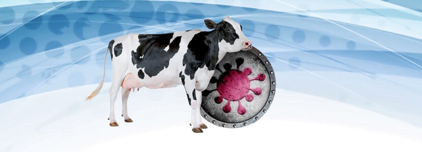 Diarrea Vírica Bovina (BVD) - Una protección efectiva es posible