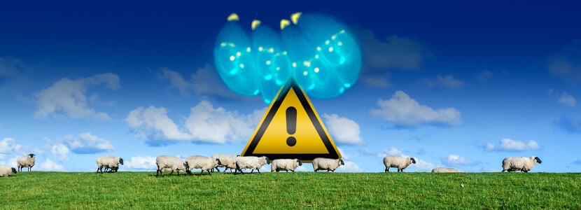 Un sistema innovador para el diagnóstico de toxoplasmosis en ovejas