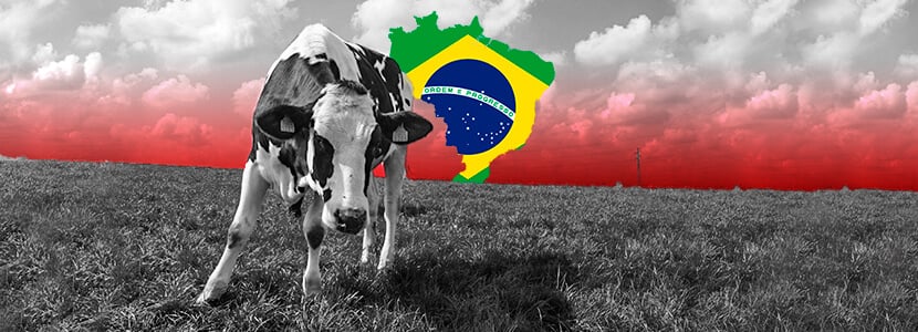 Reportado un caso de Encefalopatía Espongiforme Bovina atípica en Brasil