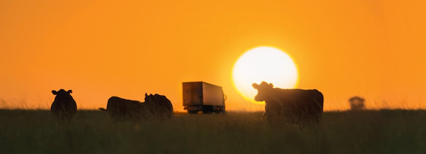 Bienestar animal en el transporte, ¿cómo proteger del estrés por calor?