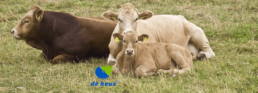 De Heus estará presente en SALAMAQ