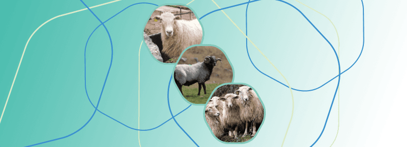 Proyecto Ardi: mejorando la competitividad del ovino lechero del Pirineo