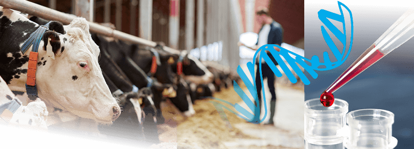Detección de bacterias productoras de tuberculosis bovina en tejidos mediante PCR directa