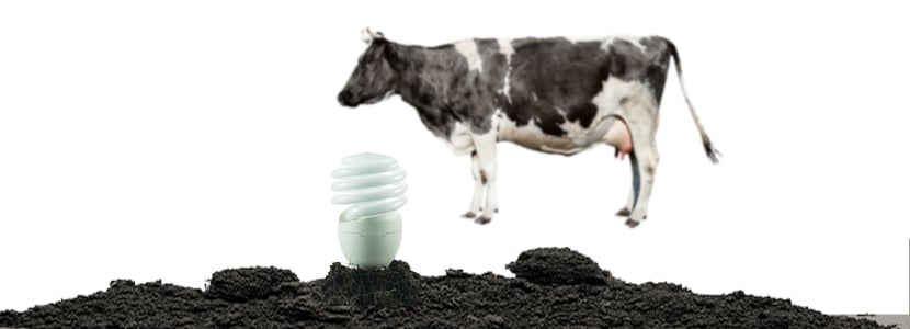 ¿Es rentable producir electricidad con estiércol de vaca?