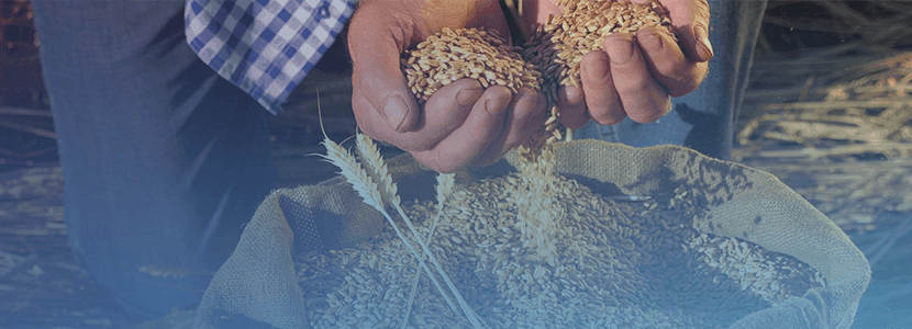 Las previsiones del mercado de materias primas para alimentación animal para diciembre