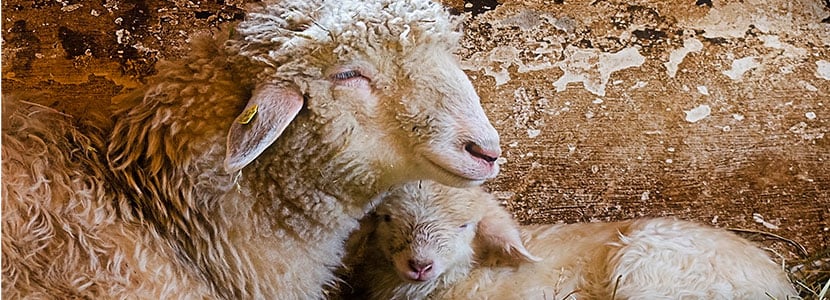 Factores de fertilidad en la inseminación artificial de ganado ovino