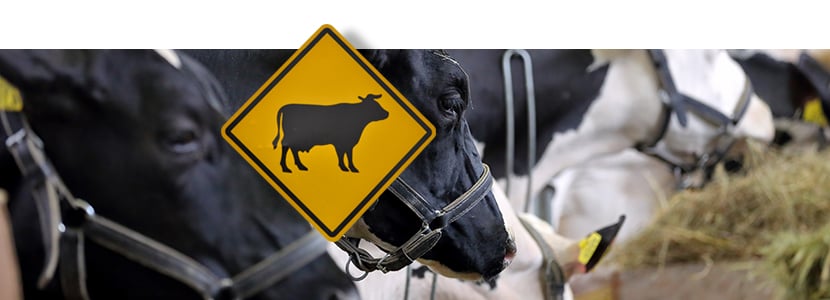 El MAPA aprueba nuevas condiciones para los vehículos de transporte de animales
