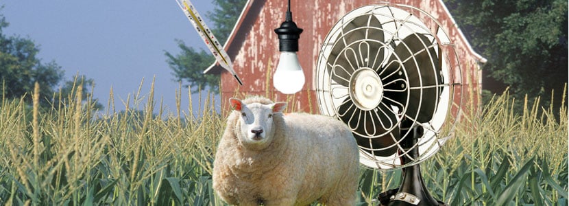 Bienestar de los pequeños rumiantes: espacio, luz y temperatura