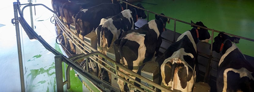 Aumentar el rendimiento de la granja mejorando la rutina de ordeño