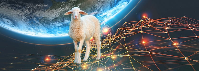 SheepNet: el proyecto europeo para mejorar la productividad ovina
