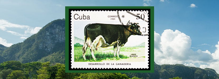 "Ubre Blanca", la vaca lechera cubana de la Guerra fría