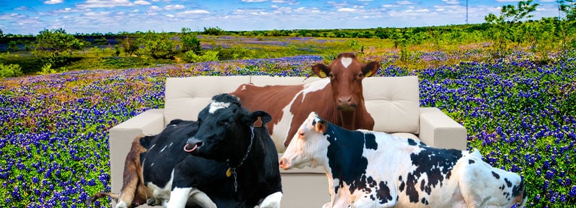 Importancia del descanso en la eficiencia productiva de las vacas de leche