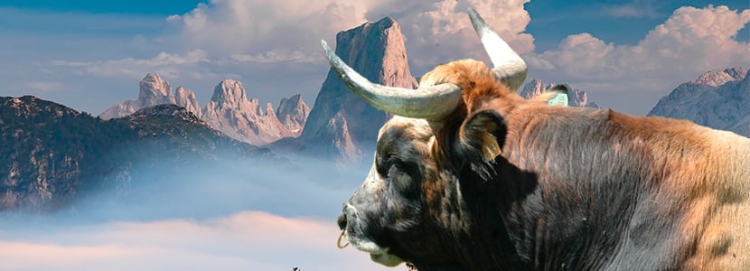 Razas bovinas autóctonas de fomento: Asturiana de los Valles