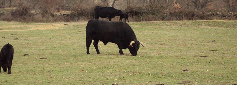 Razas bovinas autóctonas de fomento: Avileña-Negra Ibérica