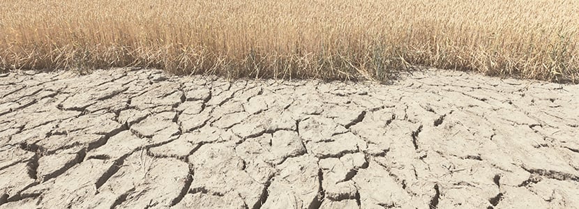 Plataforma de Acción Climática en Agricultura de Latinoamerica y el Caribe