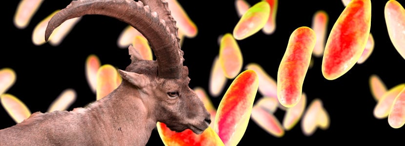 Vacuna contra la brucelosis caprina: brucella melitensis Rev.1