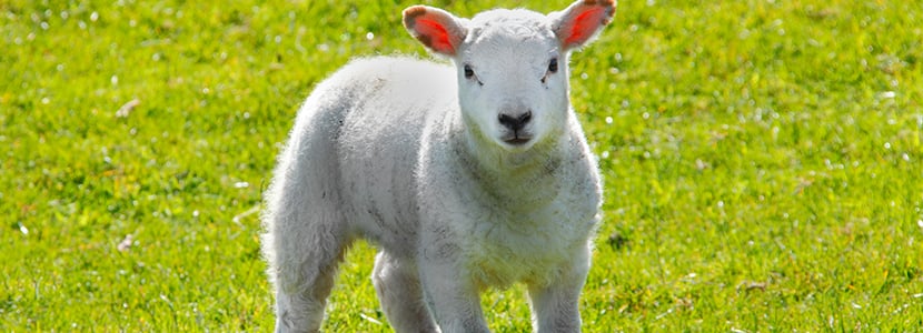 Cordero Organic, producción ecológica en Extremadura y Andalucía