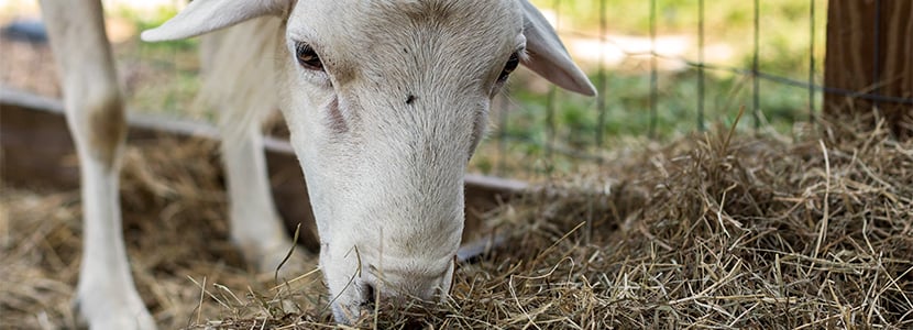Oestrus ovis, ectoparasitosis productora de miasis