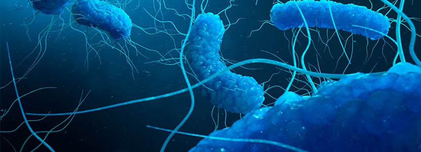Efecto de la microbiota ruminal en la salud de la ubre