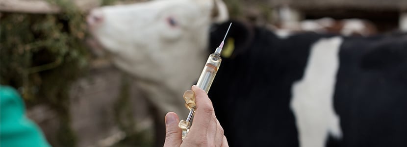 Nueva vacuna contra el virus sincitial respiratorio bovino