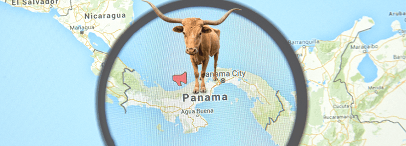 Origen del ganado bovino en América II: distribución por Panamá